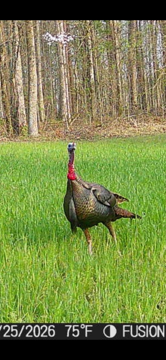 Rwhixson's tweet photo. @ForTurkeys https://t.co/YOXqYsv7IG