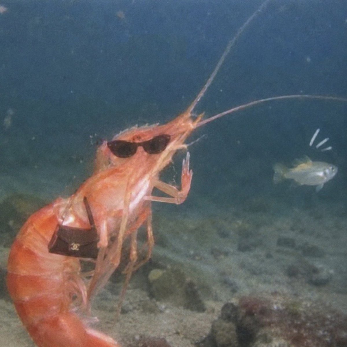 shrimpwhosimp tweet picture