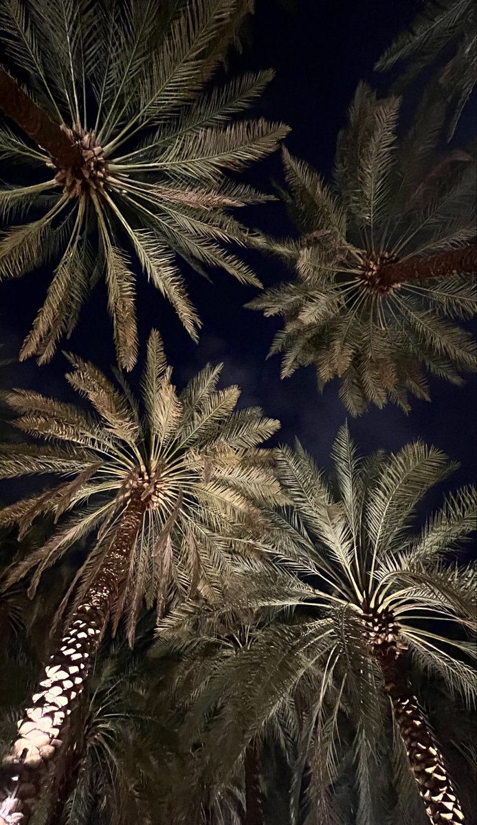 Rval6d's tweet photo. 🌴☕️ https://t.co/WUlWWXQA50
