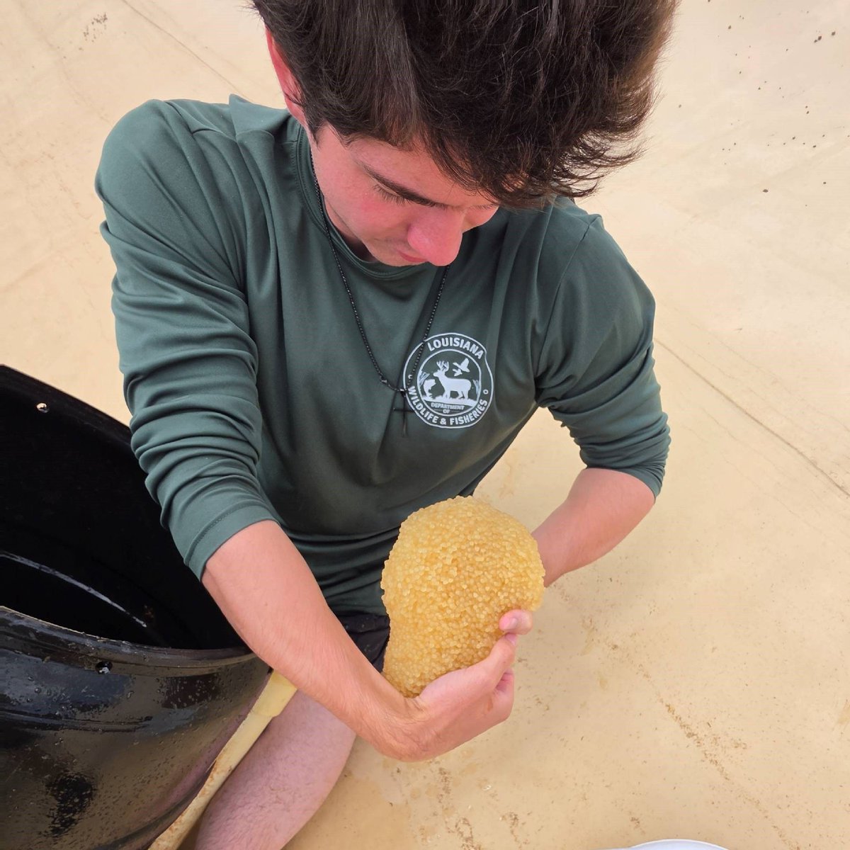 LDWF's tweet photo. 🐟 LDWF’s fall fish stocking season is underway! Biologists stocked 68,200 channel catfish Oct. 6–8, with more species coming to public waters statewide.

🚗 Support Louisiana fisheries with a Largemouth Bass license plate: https://t.co/ooqV8B4r6g https://t.co/KJB8PxV68e