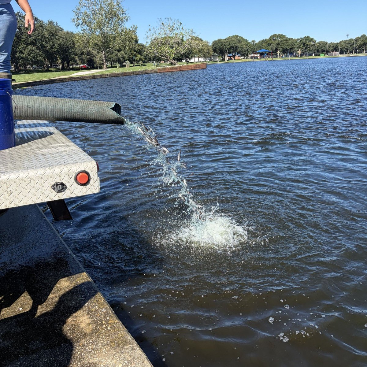 LDWF's tweet photo. 🐟 LDWF’s fall fish stocking season is underway! Biologists stocked 68,200 channel catfish Oct. 6–8, with more species coming to public waters statewide.

🚗 Support Louisiana fisheries with a Largemouth Bass license plate: https://t.co/ooqV8B4r6g https://t.co/KJB8PxV68e
