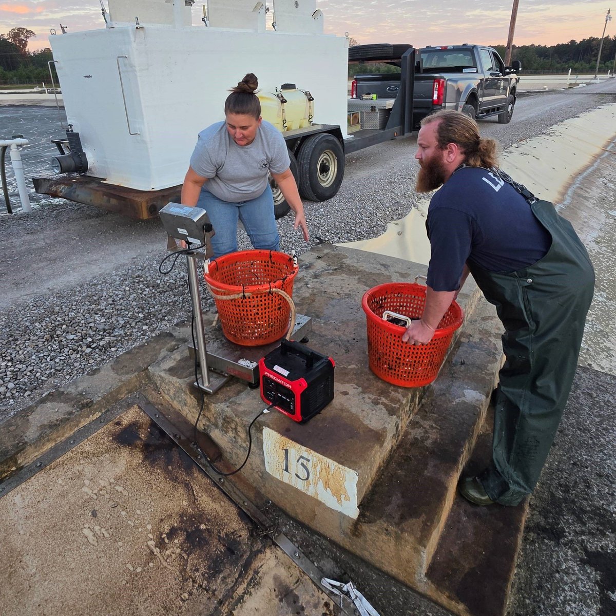 LDWF's tweet photo. 🐟 LDWF’s fall fish stocking season is underway! Biologists stocked 68,200 channel catfish Oct. 6–8, with more species coming to public waters statewide.

🚗 Support Louisiana fisheries with a Largemouth Bass license plate: https://t.co/ooqV8B4r6g https://t.co/KJB8PxV68e