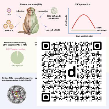 CellRepMed's tweet photo. Online now: Fusion-loop-engineered Zika mRNA vaccine elicits convergent B cell immunodominance to uncouple protection from ADE in macaques dlvr.​it/TVw8w4 https://t.co/tQOi6y9Wvd