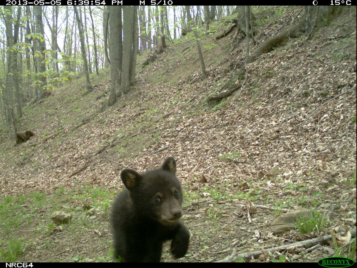Trail_Cams's tweet photo. https://t.co/zX4gS2Qy9P
