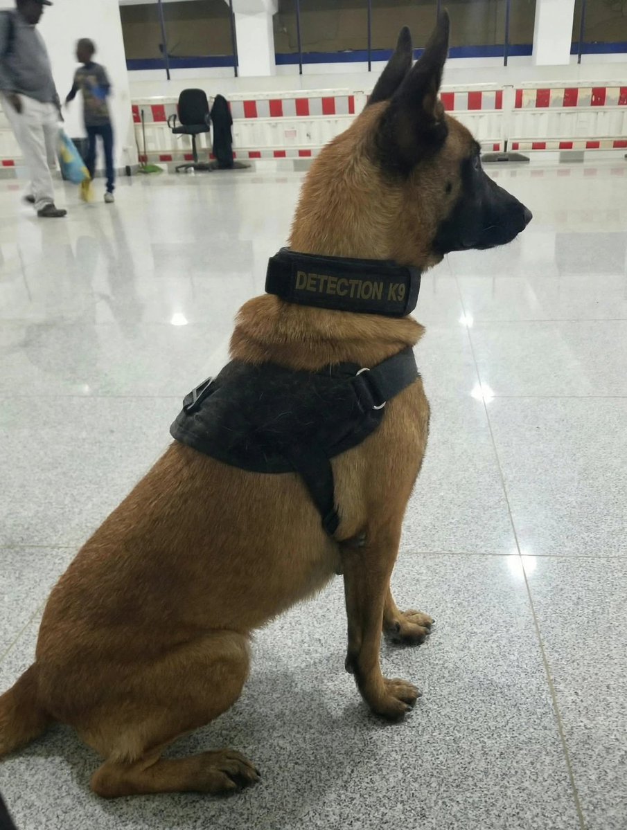 QuinTheK9's tweet photo. Judging silently because I can smell everyone's fart. 💔 https://t.co/xWShm2x89D