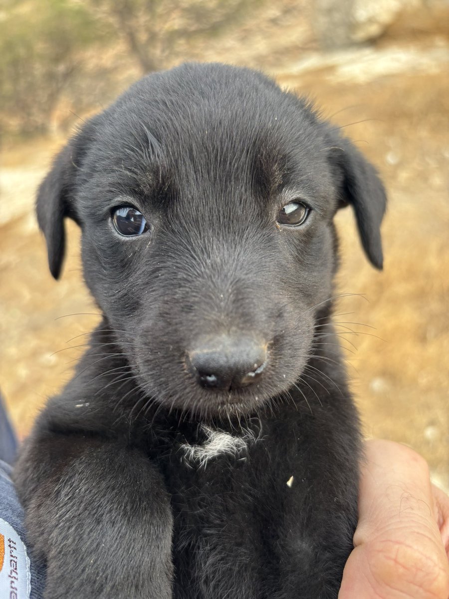 infinite_jaz's tweet photo. Puppies in Palestine. 

(Khirbet al-Marajim) https://t.co/ogJyCHIZEz