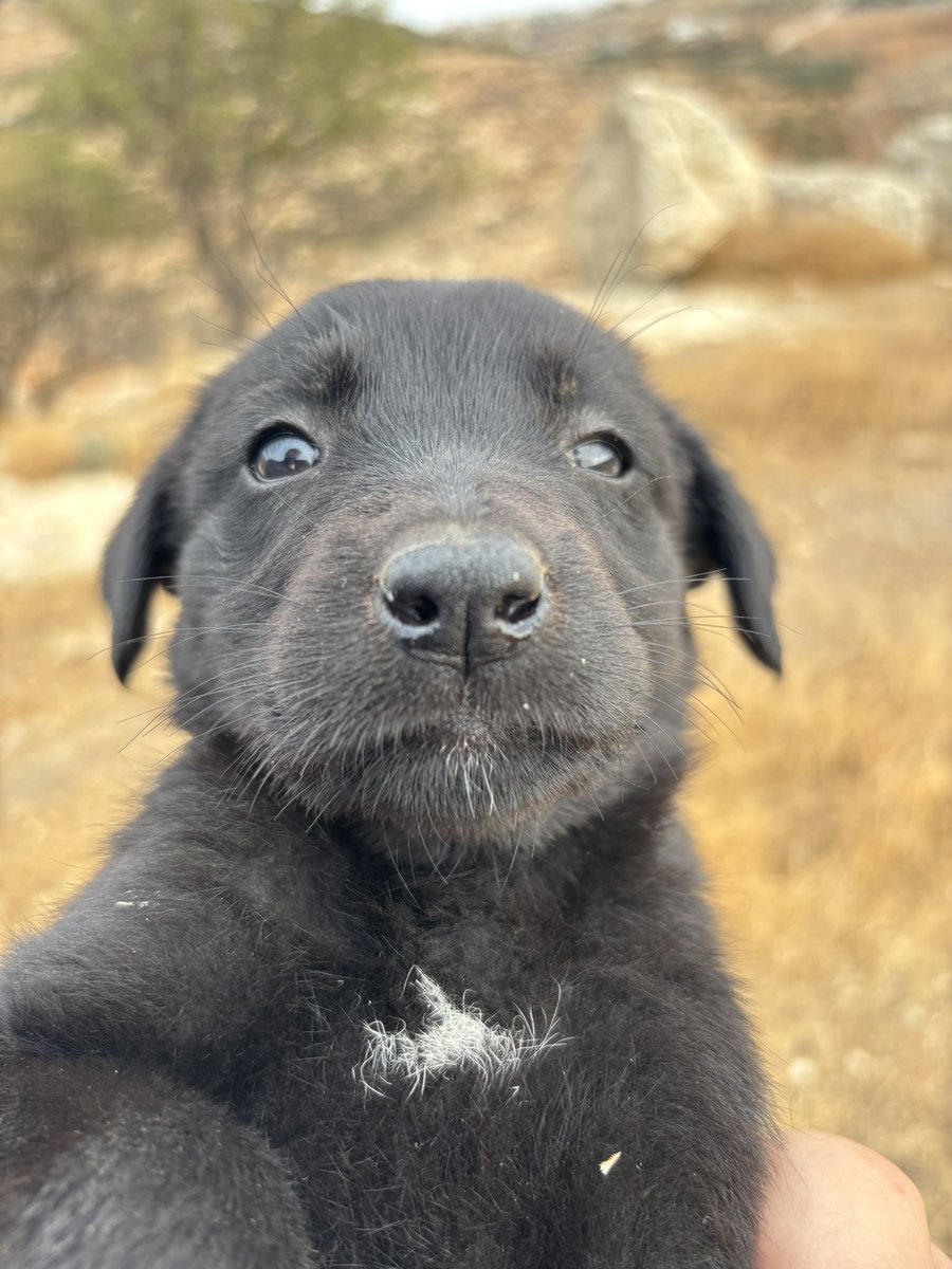 infinite_jaz's tweet photo. Puppies in Palestine. 

(Khirbet al-Marajim) https://t.co/ogJyCHIZEz