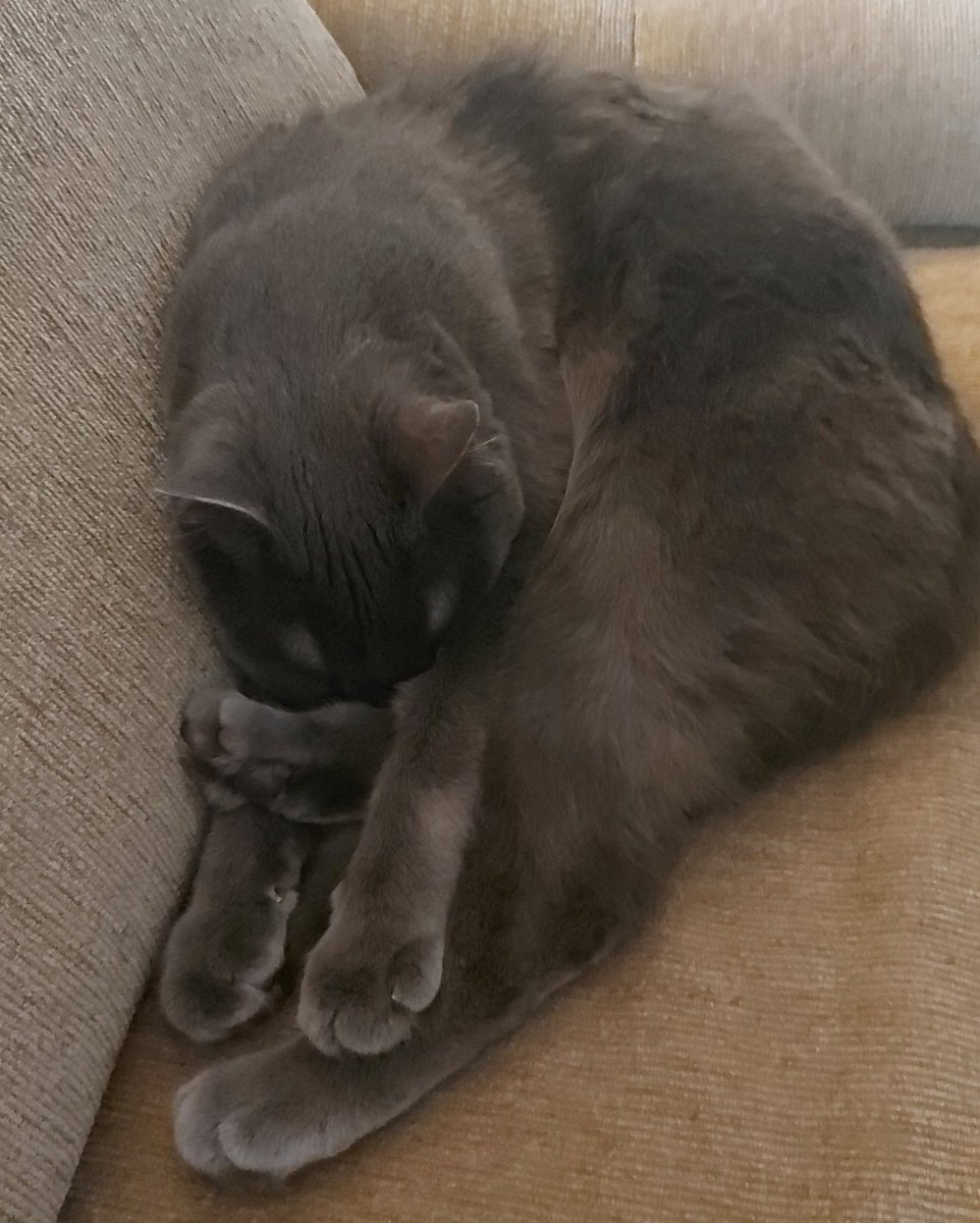 MagicTeaHouseVT's tweet photo. What is this cat sleeping position...? Shrump...? 🐾💤 https://t.co/D7Ct3sIRqi