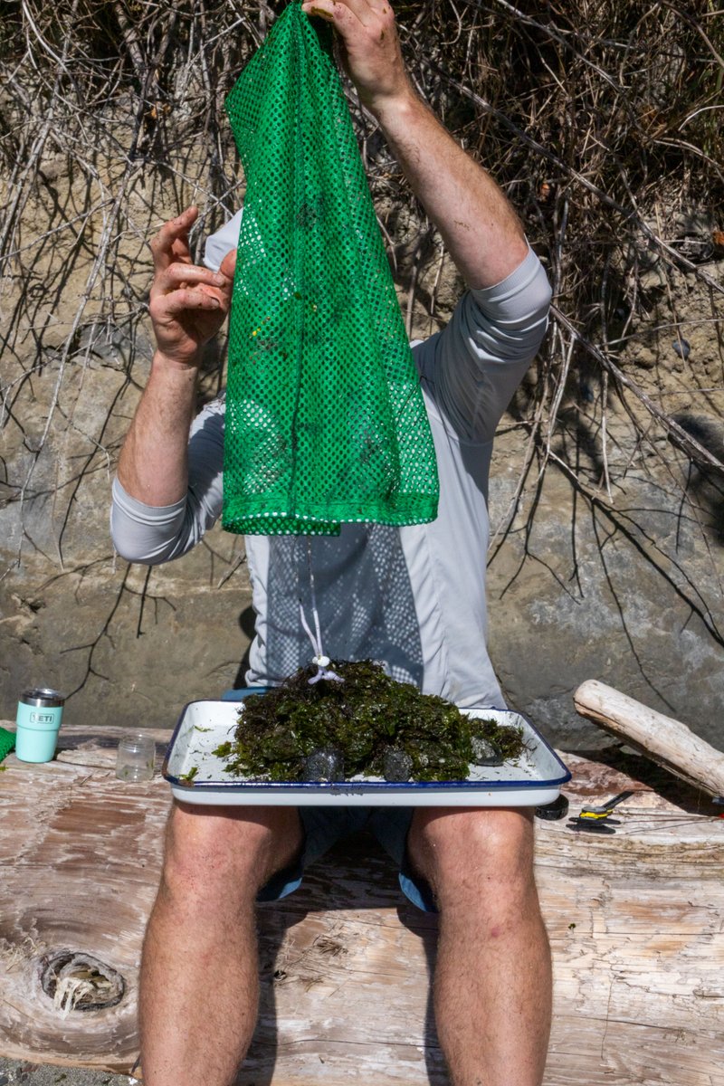 nwtreatytribes's tweet photo. Not much is known about the juvenile stage of a Dungeness crab's lifecycle, so Point No Point Treaty Council scientists are sorting through sediment and seaweed to gather data on the tiny critters. 

https://t.co/U4EjW3eAJT https://t.co/KObEWuNPyM