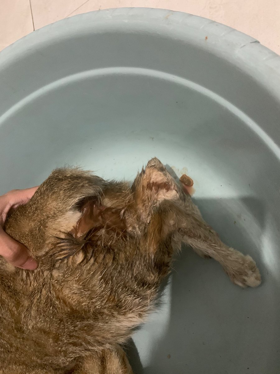 sardenkecap's tweet photo. Twitter, please do your magic. :(

Teman-teman cat lovers, aku terpaksa open donasi untuk rujukan kucingku. sudah 3 hari sejak ketubannya pecah, tapi anaknya belum juga keluar. kondisinya darurat dan butuh dokter hewan segera. https://t.co/Q85Dq3RPDY