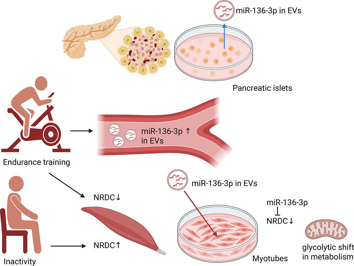 RicardoMTorr's tweet photo. Exercise training-induced extracellular miR-136-3p modulates glucose uptake & myogenesis through targeting of NRDC in human skeletal muscle

🏋‍♂️ Resistance training can increase specific miRNAs in serum/plasma extracellular vesicles (miR-136-3p).

🏋‍♂️ This miRNA enhances glucose uptake in human myotubes, induces a shift toward glycolytic metabolism, & modulates myogenesis, suggesting a role in pancreas-muscle communication & beneficial exercise adaptations.

https://t.co/w5NKfJR0Ey @DrGrimaldesJ @Mangan150
@DHPSP @DrRPalmquist @nuclearball