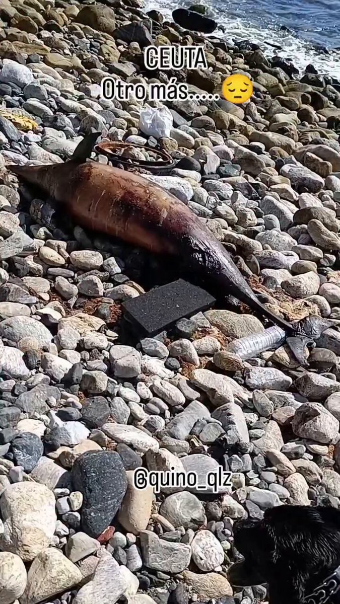 herqles_es's tweet photo. 🇪🇸🇲🇦 | Un joven graba en Ceuta el cadáver de otro pequeño delfín entre pertenencias y basura de los invasores. https://t.co/BmxHsk3Ylu