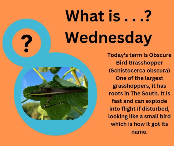 catwrite's tweet photo. It's What is . . . ? Wednesday. Today's term is Obscure Bird Grasshopper (Schistocerca obscura) One of the largest grasshoppers, it can explode into flight if disturbed and looks like a small which is how it got its name. https://t.co/yxd6Xzx0ph, https://t.co/HeyYk33v4s https://t.co/TZpK8rbZ3g
