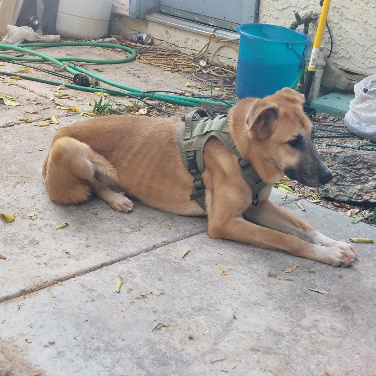 BossyBigMike's tweet photo. @Deancain Here is my pup Athena https://t.co/E7EeigQR12