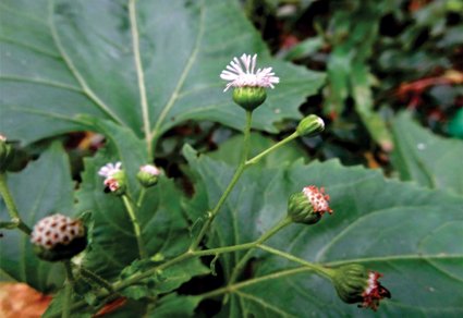 Phytotaxa's tweet photo. A revision of the Neotropical species of Adenostemma (#Asteraceae, #Eupatorieae)
#taxonomy
https://t.co/Y1g7ngoanS https://t.co/gmNzn9nS71