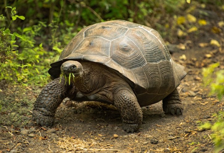 Tortoise_twts's tweet photo. Am just searching for my Daly bread, life goes on. https://t.co/flsUUdJJGA