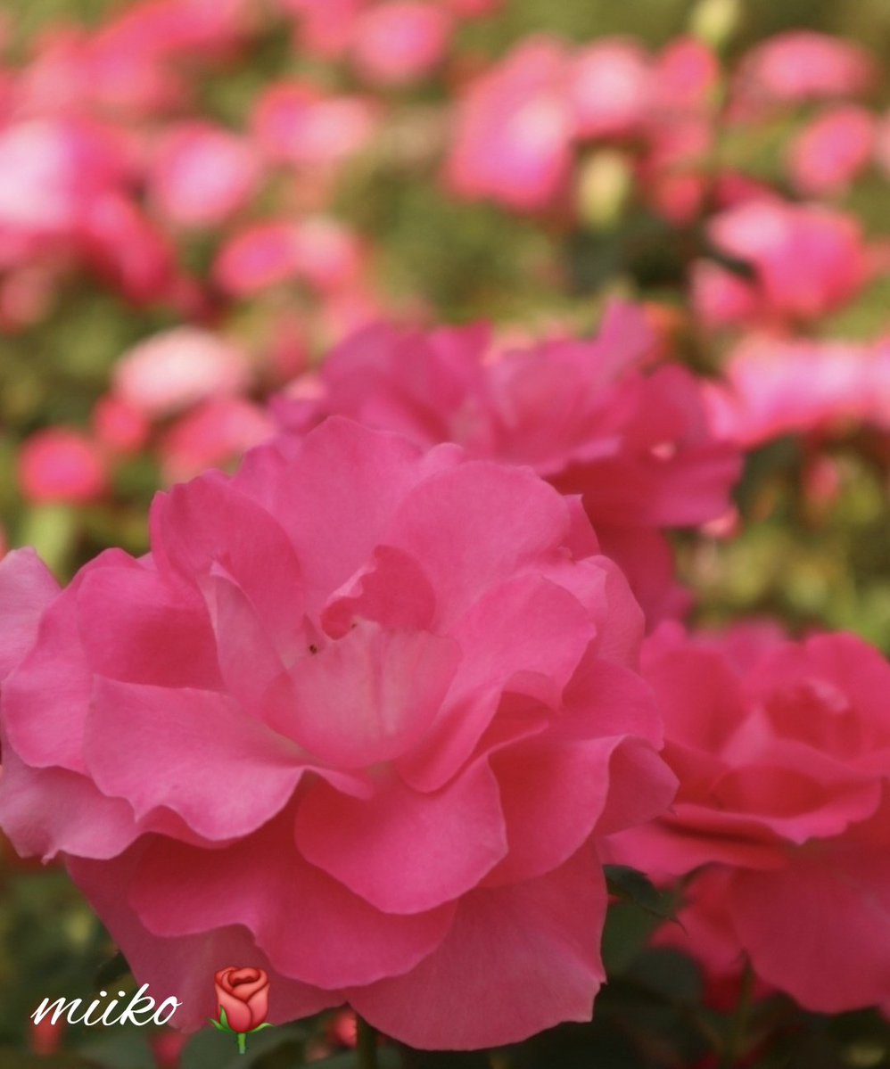 kiki23nakayoshi's tweet photo. おはようございます🍀🐞

目の前に広がる美しい薔薇の世界🌹✨

ピンクいっぱい
とても可愛かったです🤭

今日も笑顔で過ごせますように🩷

#パステルピンクの薔薇🌹
谷津バラ園より

#お花の定期便 https://t.co/yXx9NoamCD