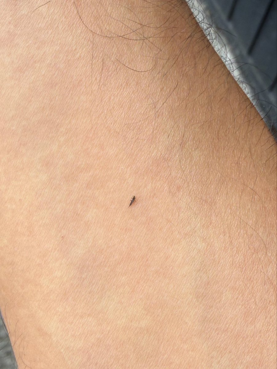 EdoardoLeds's tweet photo. qué onda toda la cdmx infestada de estos bichos minis??? no puedes dar dos pasos en zonas con árboles sin estar repleto de estas cosas https://t.co/J3lwIrHyX7