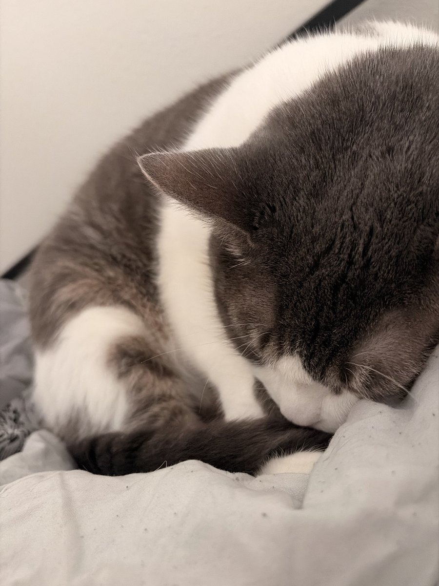boyestboy's tweet photo. my little clover 🍀 https://t.co/n2DUL9wtgW
