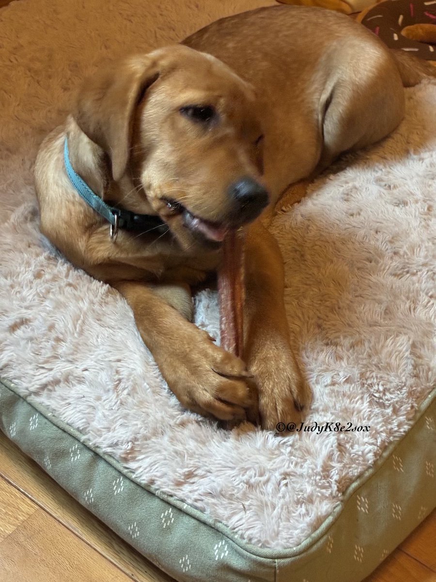 JudyK8e2sox's tweet photo. #WontLookWednesday
I busy wiff my bully stick, I no looking.
Too bad mommy😉🤭
#dogsoftwitter #englishfoxredlabpuppy https://t.co/cr1qKy2ZKj