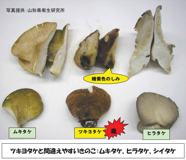 pref_yamagata's tweet photo. 今日は #きのこの日 

これからキノコ狩りのシーズンです。
この時期は「ツキヨタケ」等の毒キノコによる食中毒に要注意！

確実に食べられると判断できないキノコは、採らない！食べない！譲らない！

※もし、キノコを食べて具合が悪くなった場合は、残品を持って医療機関に受診をしてください！
https://t.co/08BvDJM0R7