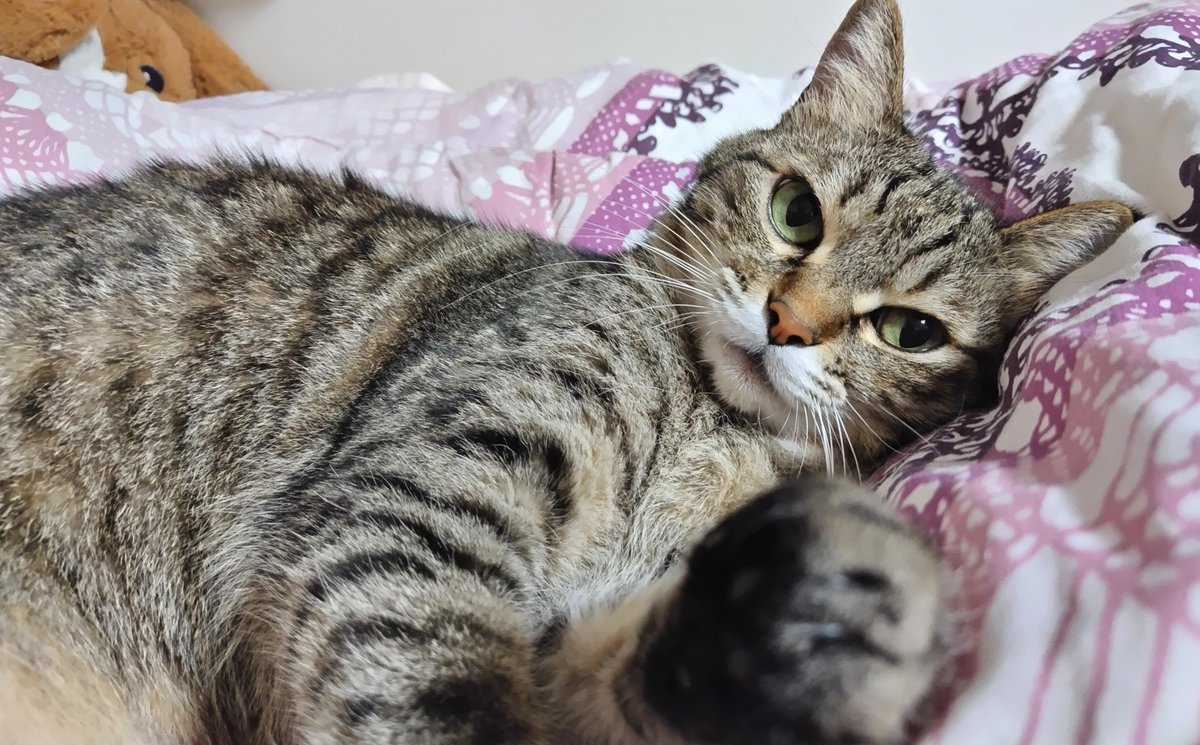 cat_56chan's tweet photo. おはよ〜ゴちゃの早起き拒否パンチをくらえ https://t.co/5Pl5VYlhJj
