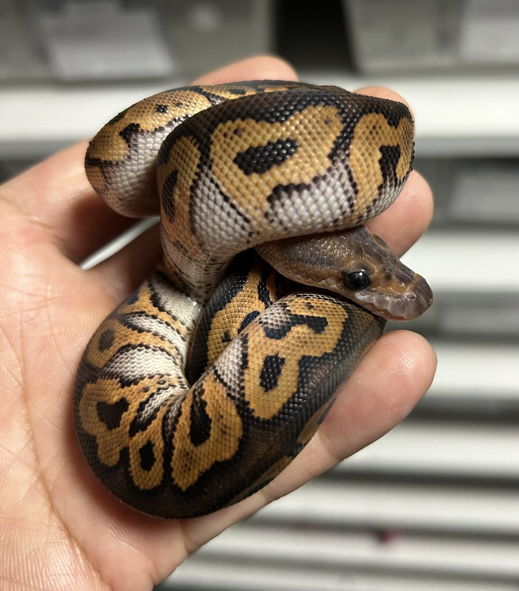 geeksballpython's tweet photo. FS完了🫥😐✨
0.1 BP Clown

#2026ﾌﾞﾘｰﾄﾞ
#ｷﾞｰｸｽCB https://t.co/NUtqDiWZI0