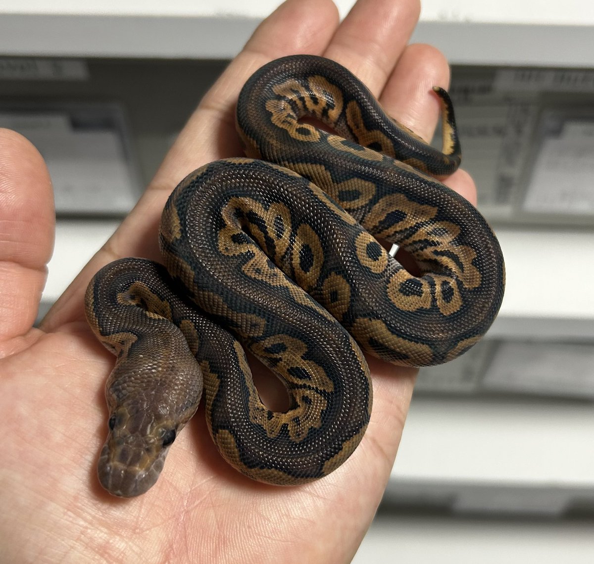 geeksballpython's tweet photo. FS完了🫥😐✨
0.1 BP Clown

#2026ﾌﾞﾘｰﾄﾞ
#ｷﾞｰｸｽCB https://t.co/NUtqDiWZI0