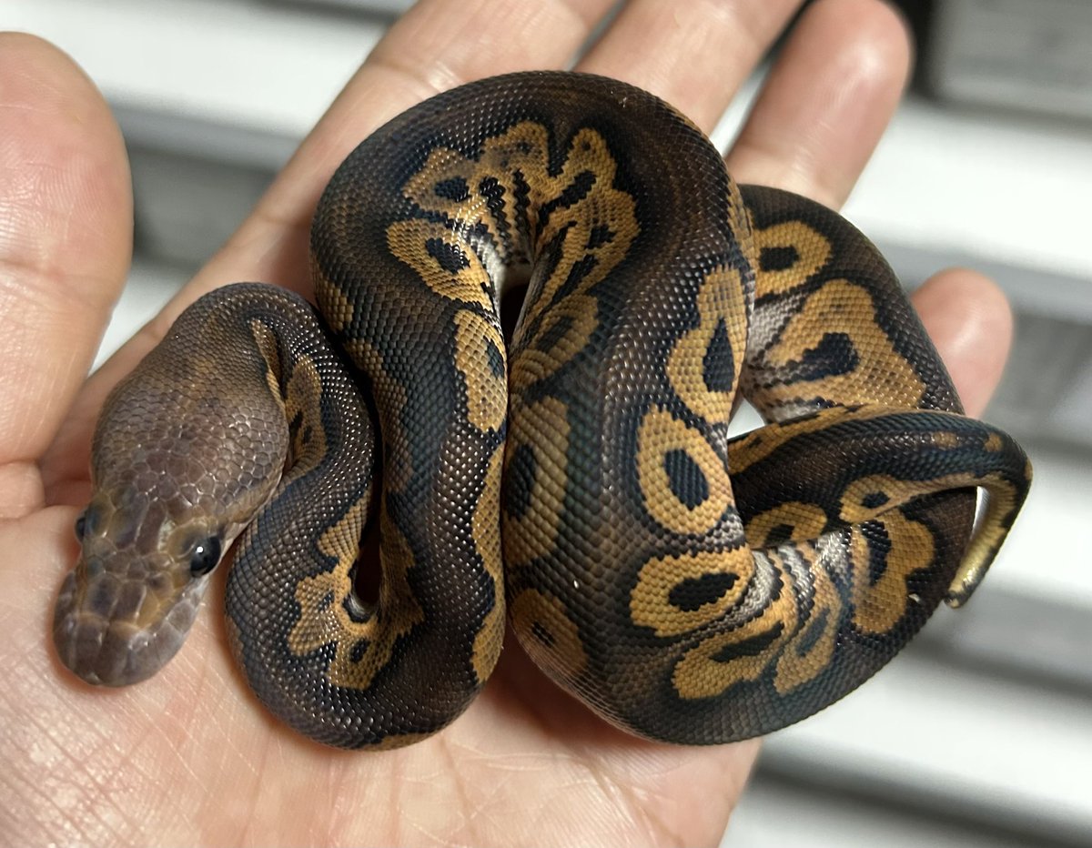 geeksballpython's tweet photo. FS完了🫥😐✨
0.1 BP Clown

#2026ﾌﾞﾘｰﾄﾞ
#ｷﾞｰｸｽCB https://t.co/NUtqDiWZI0