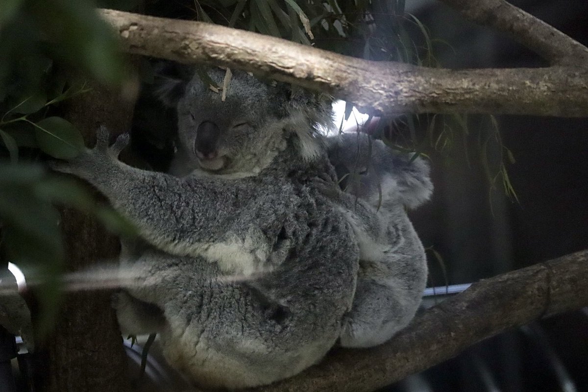 sakura67045928's tweet photo. 2025.03
コアラのマーチ
#埼玉県こども動物自然公園
#コアラ https://t.co/4D3kr2OjgX