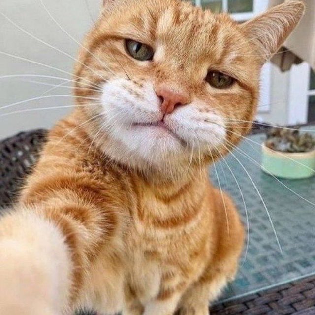 TREASUREXdx1's tweet photo. 🐱 The cat has entered the timeline.

No thoughts, just vibes, paws, and pure meme energy. 😹🔥

We’re not just chasing mice, we’re chasing the bag! 💰🐾

Who let the cat cook? 👀🚀 https://t.co/o7GgXWOnzs