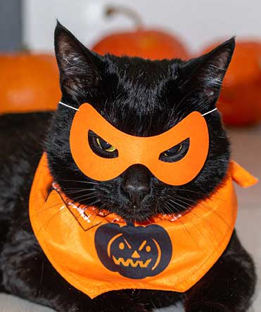 Doyouevenhbb's tweet photo. Happy Meoween to all of you guys !!
👻👻👻👻Trick or treat 👻👻👻👻 https://t.co/ZDExc3q6wQ