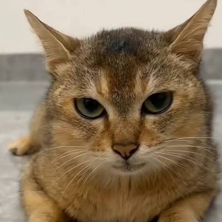 the47cat's tweet photo. Which one of you fucks didn't flush the toilet after taking a shit? https://t.co/WVKTyrlX5X