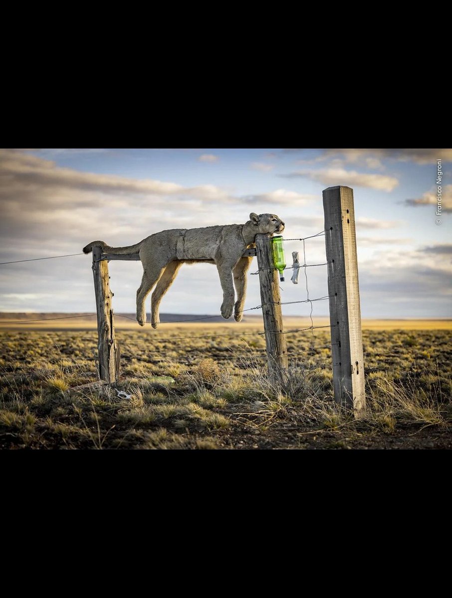 AMAZlNGNATURE's tweet photo. A look at some of the winners of the Wildlife Photographer of the Year 2026 competition https://t.co/LW8SCwLfC0