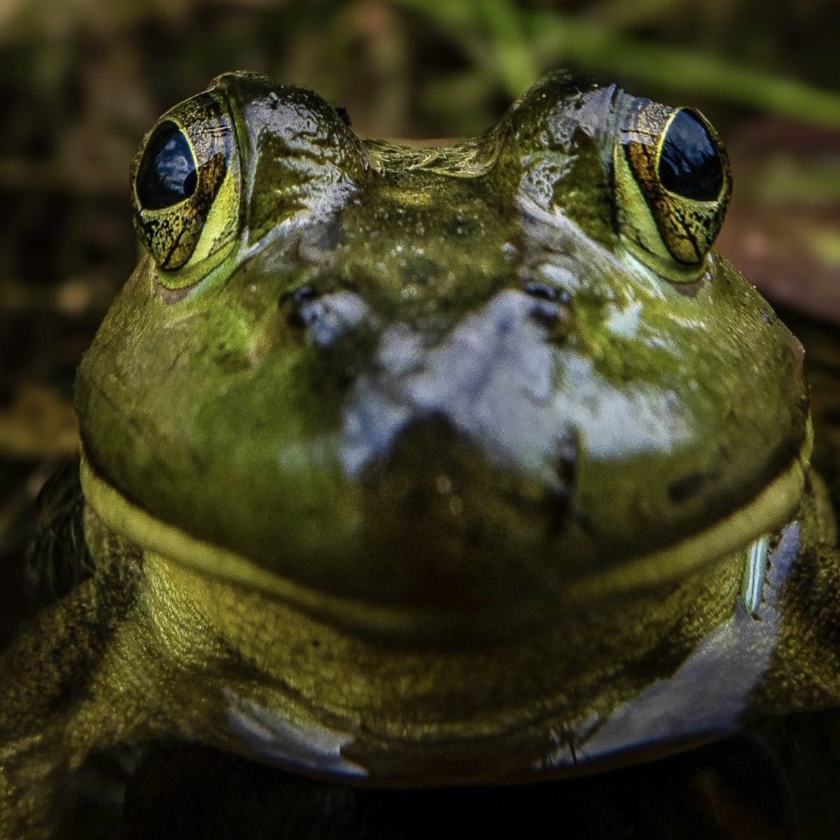 RealLifeFrog's tweet photo. I apologize for my hiatus from frog posting. The frog is very busy with work. The frog will return like the frog always has. https://t.co/jv5LD8mBep