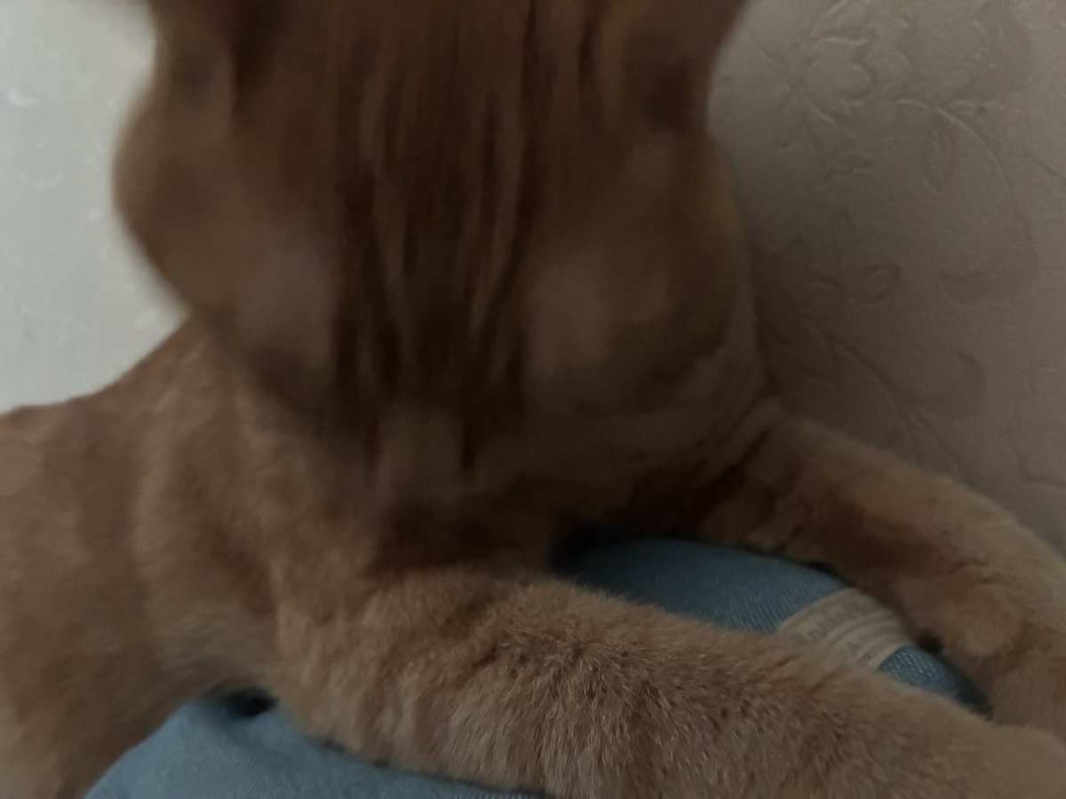Samonlike427's tweet photo. 我が家の猫ちゃんの毛繕いみて…
かわゆ過ぎ… https://t.co/5Sn4LBrgsU