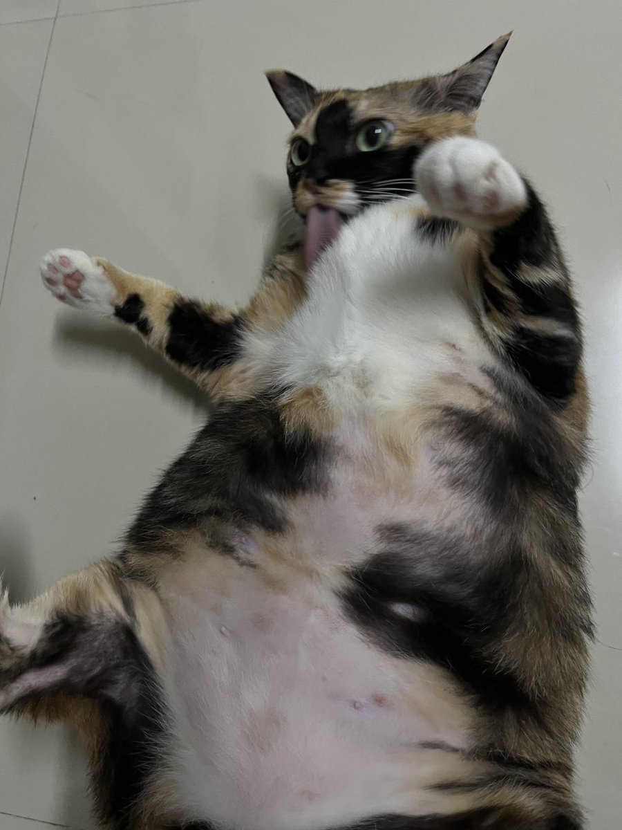 tinetotireddd's tweet photo. เดี๋ยวนี้ชีหัดเรียนรู้ที่จะซิทอัพเสริมสร้างซิกแพคนะ 😽💪🏻 https://t.co/nEtHIjde06