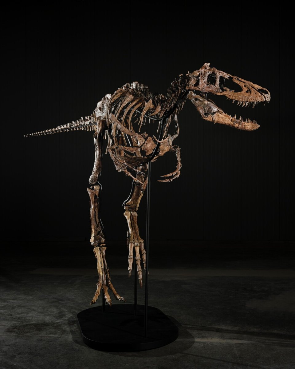 EDGE_Science_'s tweet photo. 🚨NEW ATROCITY ALERT🚨

VERY complete specimen of a tentative Nanotyrannus, called Jodi and previously Chomper, is now going to auction with Sotheby's. Let's hope it lands at an actual institution. Asking 6-9million USD!

https://t.co/ZtROXtw6VI https://t.co/gvtuNYhscd