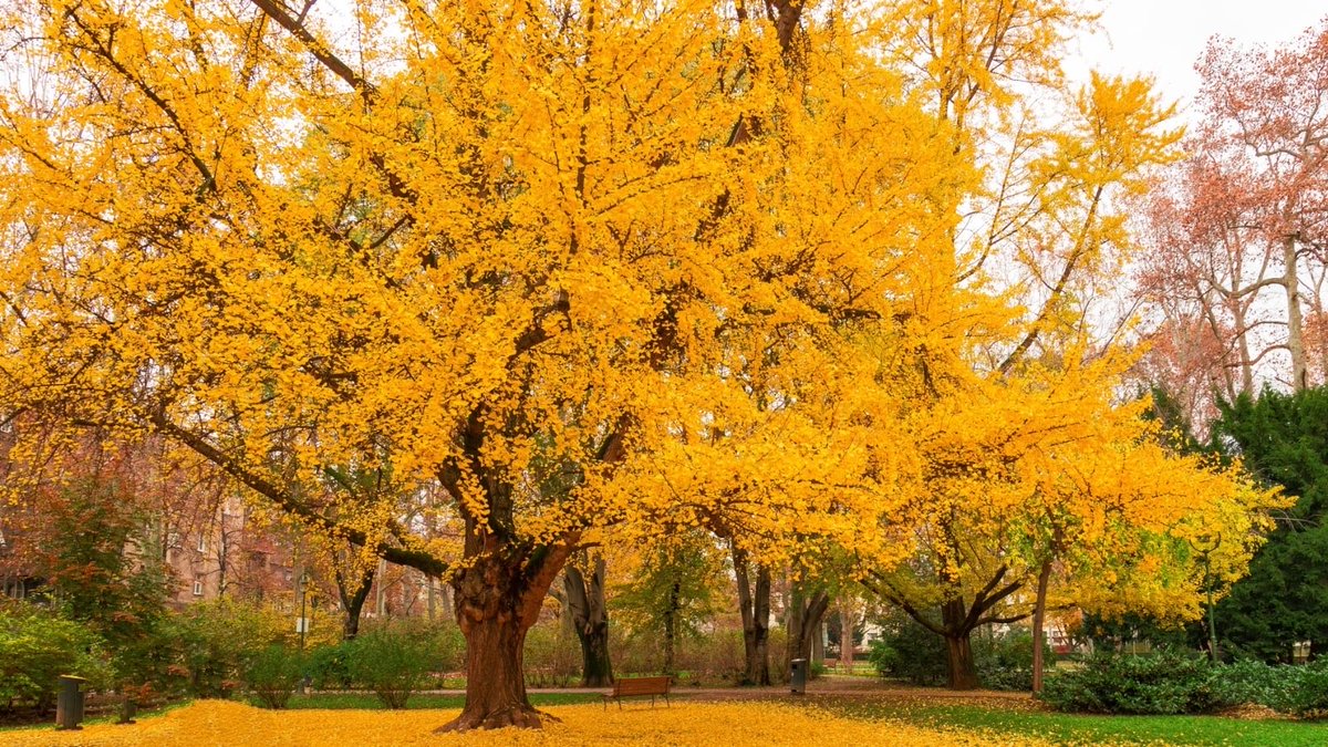 jittipoj's tweet photo. 書中自有黃金樹 
市裡難尋紫錦花

Among the leaves of books, a golden tree takes root;

Along the city’s streets, the purple brocade flower stays mute.

☀️

#จิตติพจน์วิริยะโรจน์
#inkMine #vss365  #詩
对联   詩 诗词 俳句 回文
poetrycommunity 
WritingCommunity
WriteMap 
陸享瑞
haiku Poetry