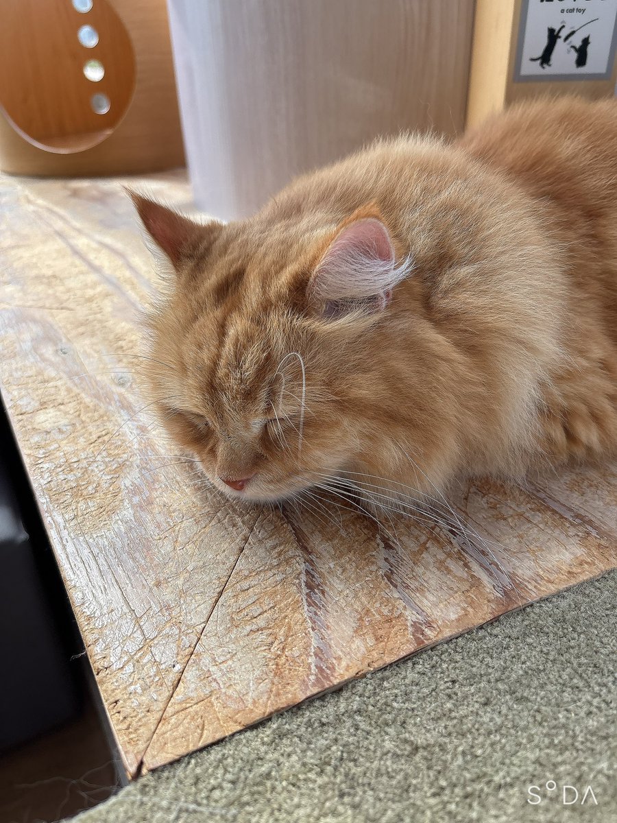 Eclair_nomad's tweet photo. @fremy7identityV 片道1時間かけて来たので猫カフェで猫と戯れてます🙄 https://t.co/rJ7kr3HiKc