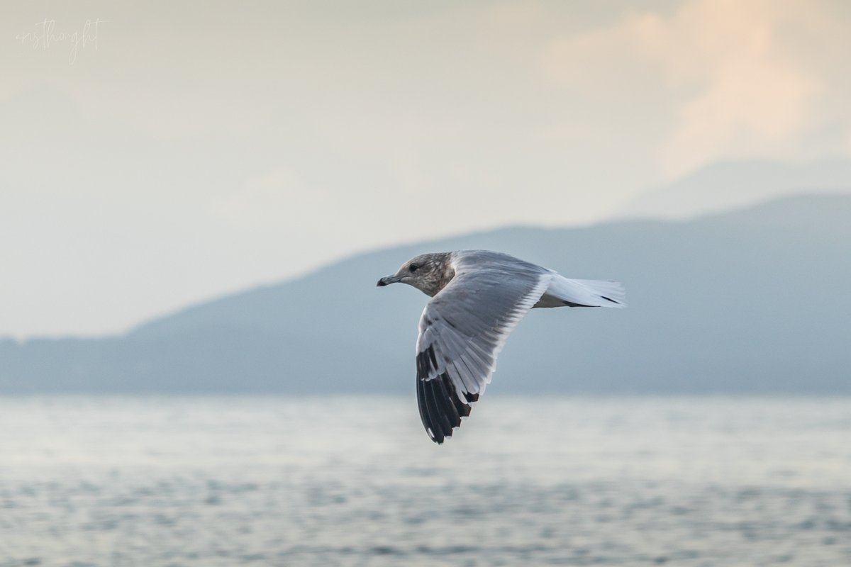 aristhought's tweet photo. editing my jericho beach photos so the gull posting continues ❤️ https://t.co/bo3IiTM20v
