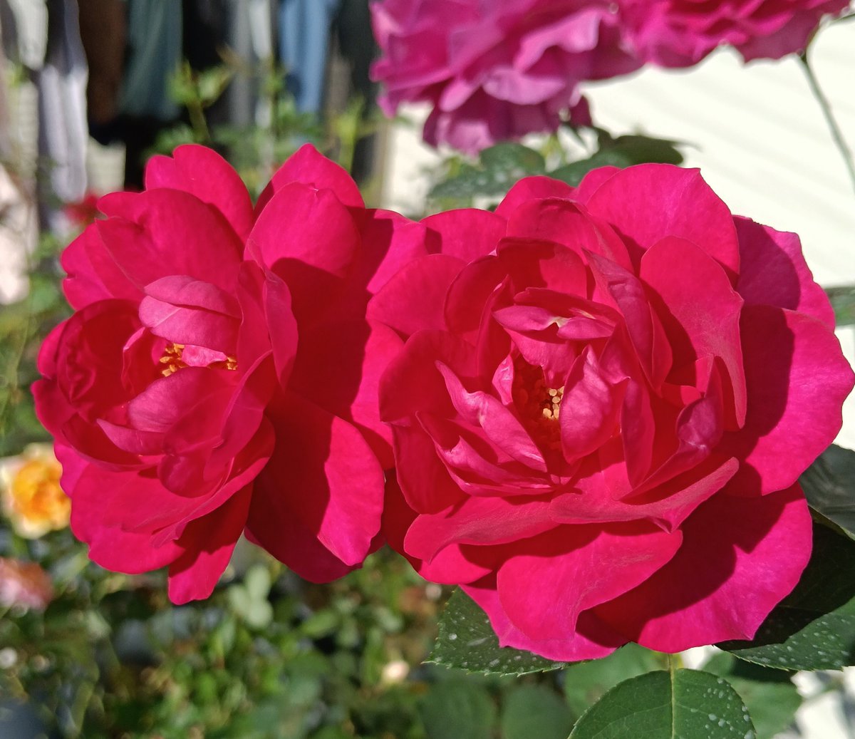 baraniwanohito's tweet photo. シンフォニーアイ🌹

開花から散るまですごく早い、1日咲いたら終わる儚さ。

ただ、つぼみのあがりもいいので
ほぼ毎日新鮮な花を楽しめてる😚

#ミニバラ https://t.co/vHt6kuxN9n