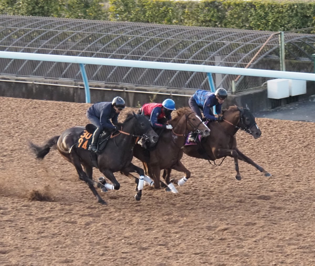 blackfrog1221's tweet photo. 【きょうのミストヴェール】

5566ミストヴェール

ウッドコースで３頭併せ（最内）
終始、手応え優勢でゴールまで走り抜きました！ https://t.co/GLs1X4m8QM