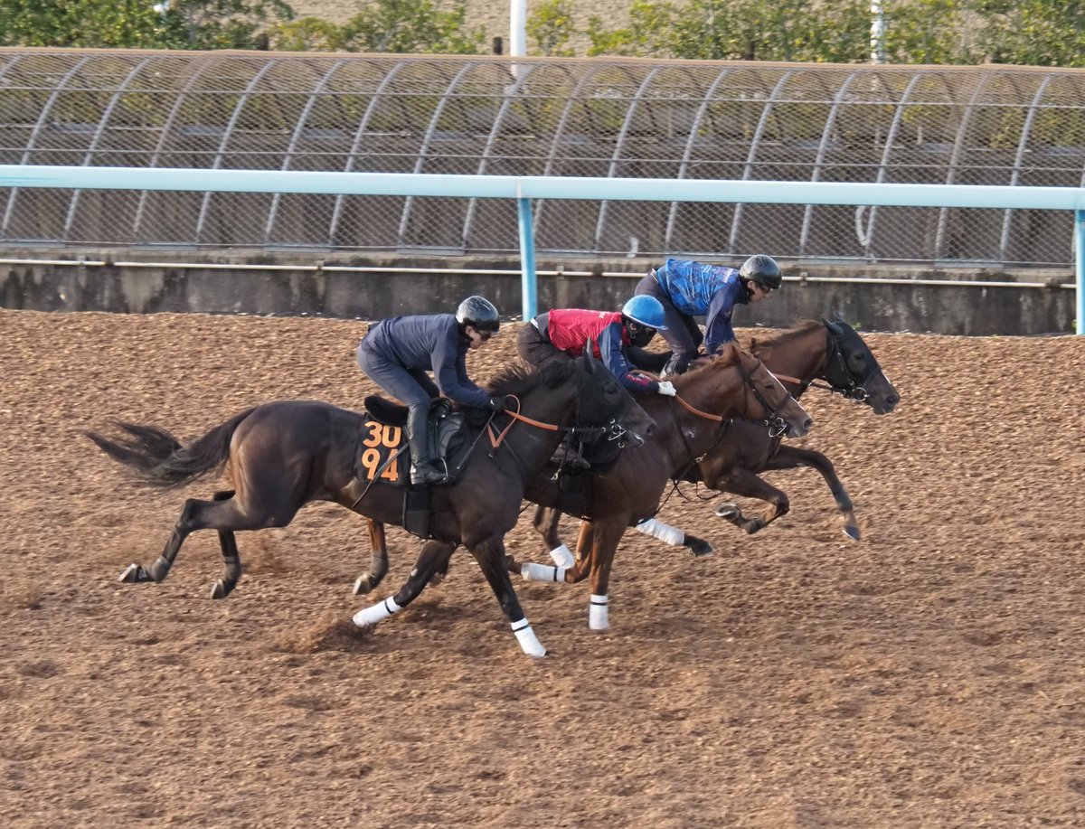 blackfrog1221's tweet photo. 【きょうのミストヴェール】

5566ミストヴェール

ウッドコースで３頭併せ（最内）
終始、手応え優勢でゴールまで走り抜きました！ https://t.co/GLs1X4m8QM