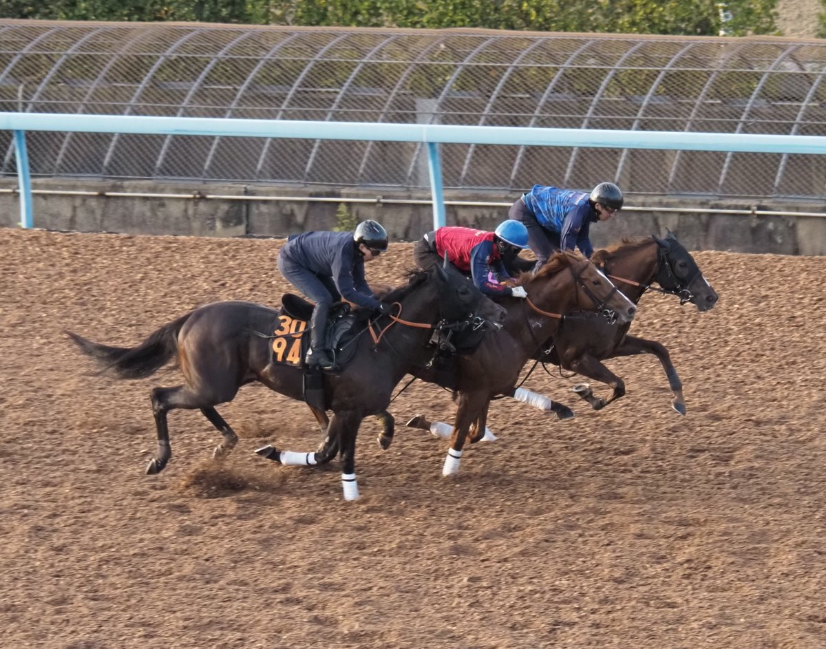 blackfrog1221's tweet photo. 【きょうのミストヴェール】

5566ミストヴェール

ウッドコースで３頭併せ（最内）
終始、手応え優勢でゴールまで走り抜きました！ https://t.co/GLs1X4m8QM