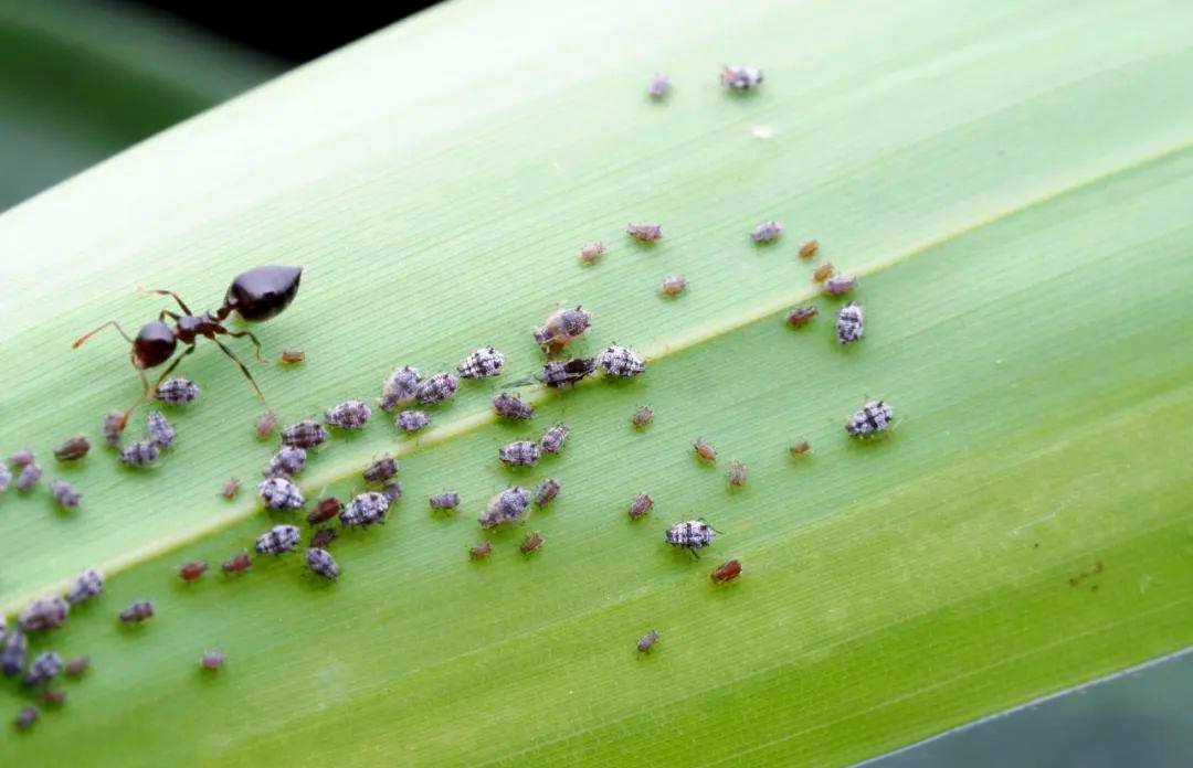 Nffnkk's tweet photo. [Something's wrong with the aphid larvae Their activity is stagnating, yet there's a bright light here—need to figure this out!]， https://t.co/rvZi5KNDZb