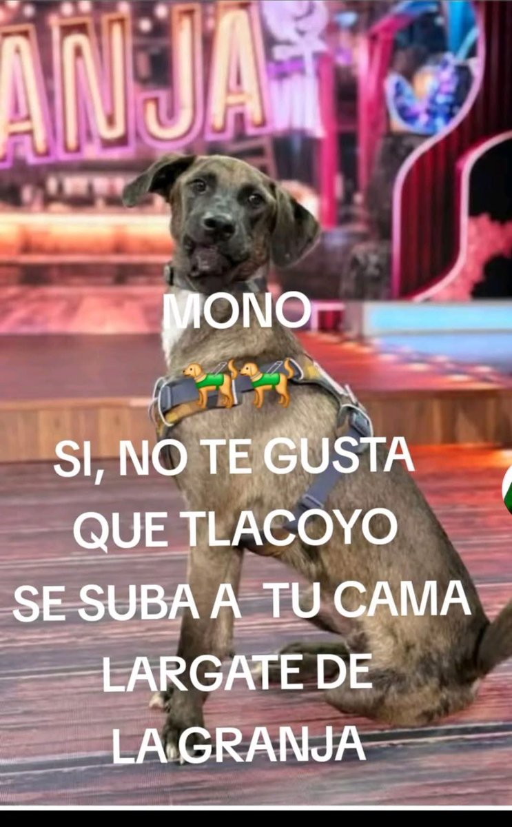 Alanisse's tweet photo. #LaGranjaAsamblea le falta al respeto l público. Si el mono ese no le pegó al perro porque no pasó el video? ¿No que el gallo todo lo ve? Mienten ¿y la señal con valor? Mucho amor a los perritos pero no a este.  @RicardoBSalinas https://t.co/HmIrGJOVB7