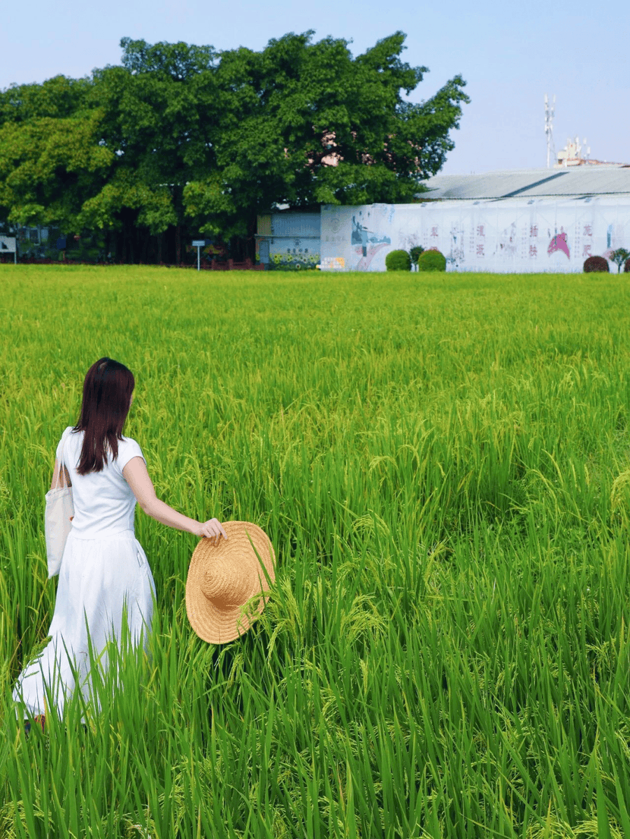 BifrostAhmed's tweet photo. This chubby traveler got lost in the rice field at dusk, and it’s such a warm little moment！ https://t.co/C5s30aSijM