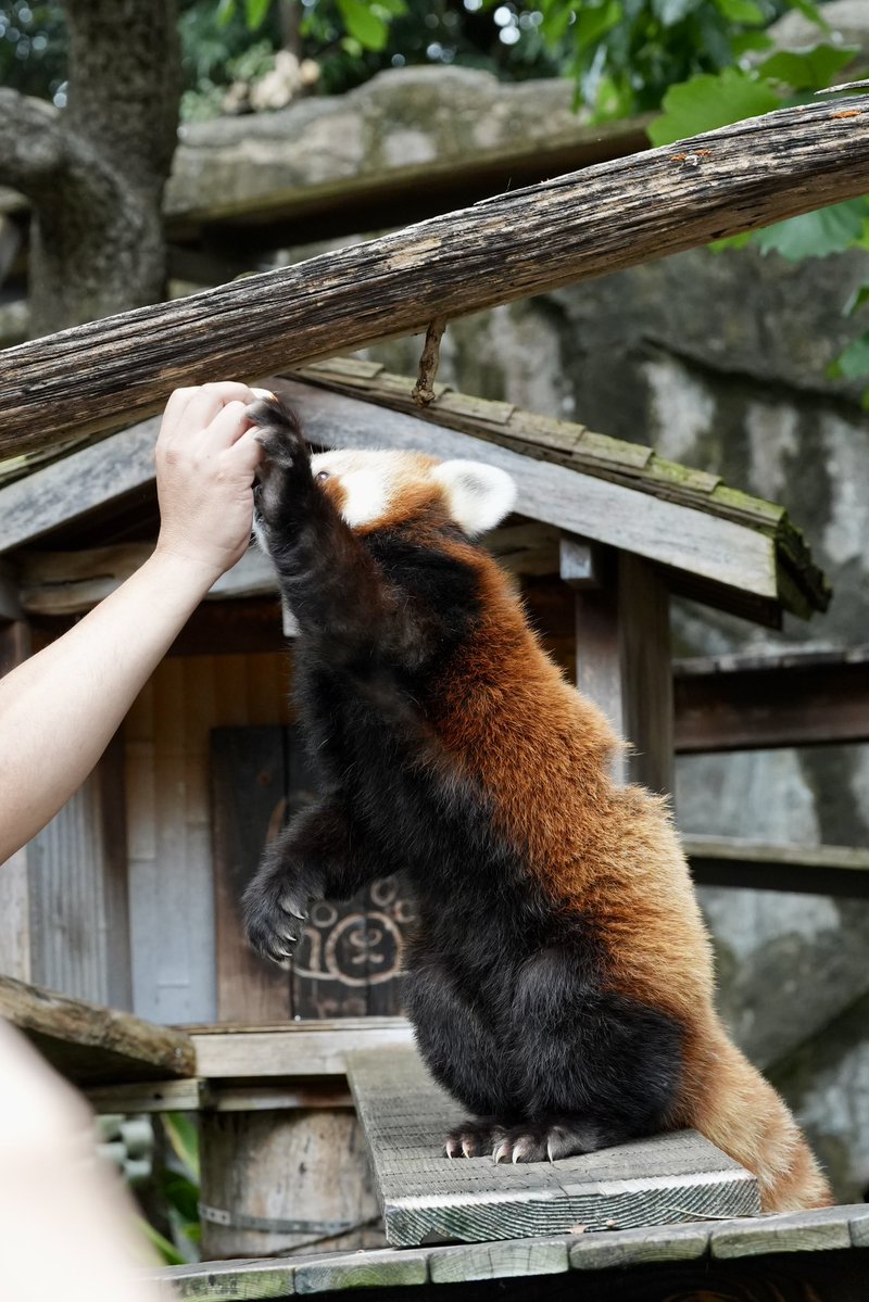 zenchan0830's tweet photo. ハイタッチ~🐾
📷´-2026.09.19
#イチゴ #野毛山の看板娘
#レッサーパンダ
#野毛山動物園
#Lesser_panda
#nogeyamazoo
#国際レッサーパンダデー https://t.co/0LaaUolj5A