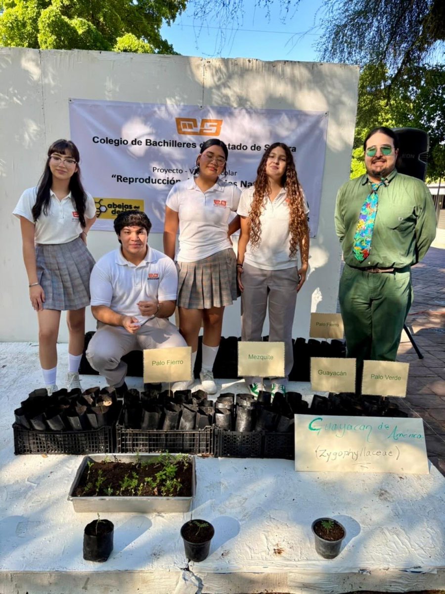 CesarFraijo2's tweet photo. El @gobiernosonora pone en marcha 8 viveros de especies nativas en red forestal: #Cobach

Hermosillo, Sonora; 14 de octubre de 2026.- El Gobierno de Sonora, a través del Colegio de Bachilleres del Estado de Sonora (Cobach), formalizó su incorporación a la Red de Viveros Escolares de Plantas Nativas con la inauguración del vivero del plantel Villa de Seris, donde estudiantes presentan avances en la producción de palo fierro, mezquite, guayacán y palo verde.

La iniciativa, coordinada por José Roberto Montaño Castanedo, docente del Cetmar Hermosillo, y Carmen Isela Ortega Rosas, de la Universidad Estatal de Sonora, busca producir árboles nativos y fomentar la reforestación. Cobach Sonora participa con ocho planteles de Hermosillo y Bahía de Kino, promoviendo el aprendizaje ambiental y la colaboración de estudiantes y docentes.

“Es innegable que el cambio climático se siente y se vive cada vez más en una zona como la nuestra, donde el calor y las temperaturas alcanzan cifras muy altas. Sin duda, la reforestación con plantas nativas mejorará la vida en común de todos los sonorenses”, expresó Rodrigo Arturo Rosas Burgos, director general del subsistema.

Alberto Isaac Cabanillas Rivera, responsable del vivero del plantel Villa de Seris y quien estuvo en representación de los docentes encargados de estos espacios en cada plantel, destacó el entusiasmo y compromiso de los jóvenes. Señaló que el proyecto fortalece el aprendizaje práctico de la ciencia y fomenta la conciencia ecológica.

Esta iniciativa refleja la colaboración impulsada por el Gobierno de Sonora entre instituciones educativas y organismos ambientales. Participan la Universidad Estatal de Sonora, la Subsecretaría de Educación Media Superior y Superior, la Secretaría de Educación Pública y la Comisión Nacional Forestal (Conafor), que contribuyen a la capacitación y provisión de semillas para fortalecer la producción de especies nativas.